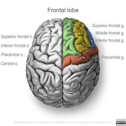 frontal lobe