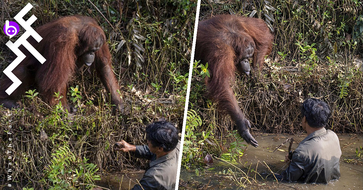 น้ำใจจากสัตว์ป่า อุรังอุตังยื่นมือแสดงเจตนาช่วยมนุษย์ขึ้นจากบ่อน้ำ