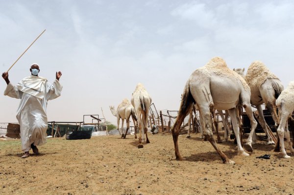 กลุ่มผู้เลี้ยงอูฐในเมือง Riyadh เชื่อกันว่าต้นตอของการแพร่ระบาดโลกนี้มาจากสัตว์