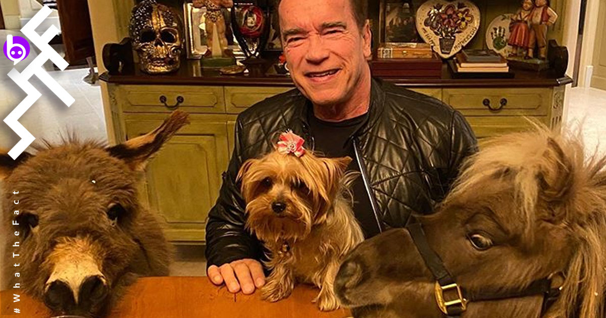 ระหว่าง Social Distancing…ลุง Arnold Schwarzenegger ขออยู่บ้านกับน้องม้าแคระและน้องลาขี้เล่น