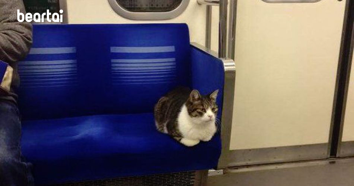 น้องแมวเรียนรู้เส้นทางรถไฟฟ้าในญี่ปุ่นจนเดินทางไปไหนมาไหนเองได้!