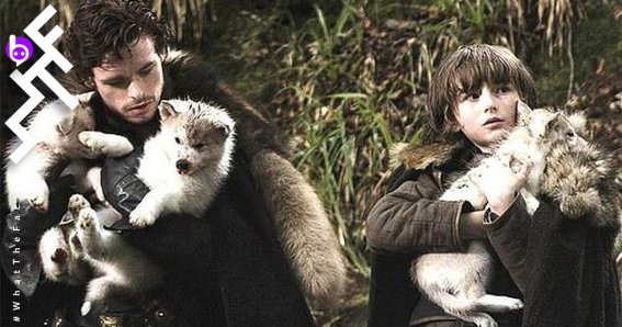 “โอดิน” หมาที่ร่วมแสดงใน Game Of Thrones เสียชีวิตแล้วเหตุจากมะเร็งที่ปาก