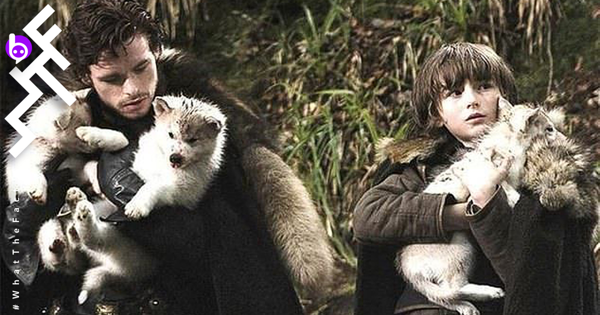 “โอดิน” หมาที่ร่วมแสดงใน Game Of Thrones เสียชีวิตแล้วเหตุจากมะเร็งที่ปาก