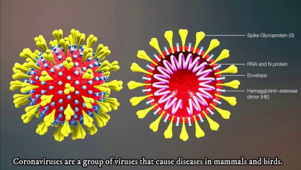 โครงสร้างของไวรัส Covid-19