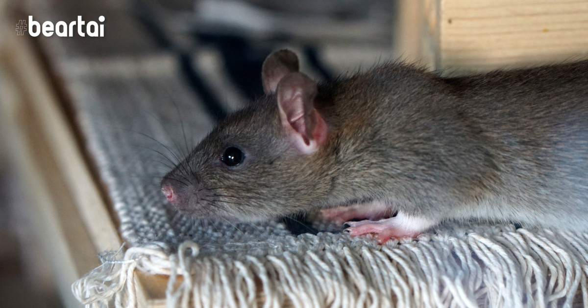 rat