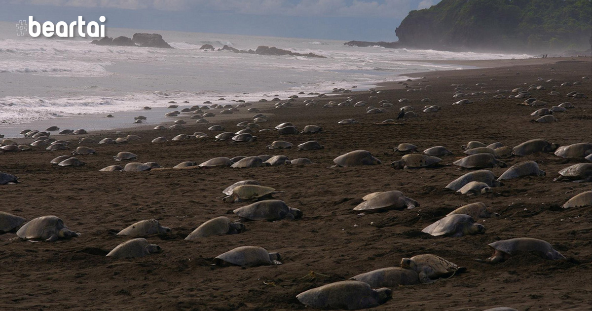 Olive Ridley sea turtles