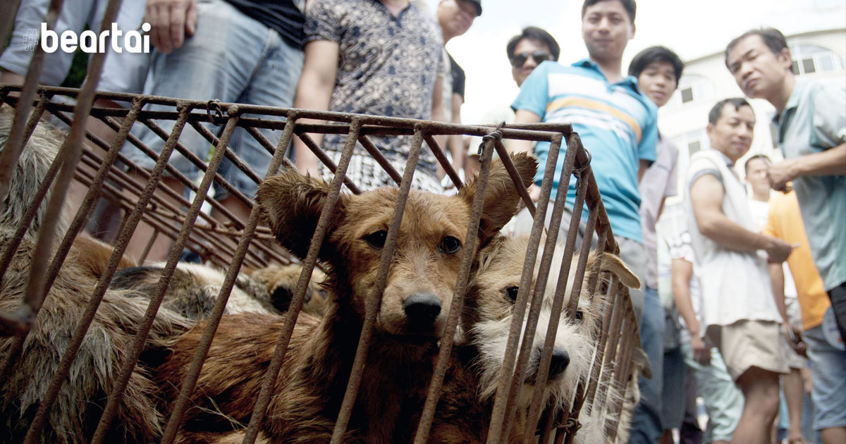 Chinese Dog eating ban Covid-19