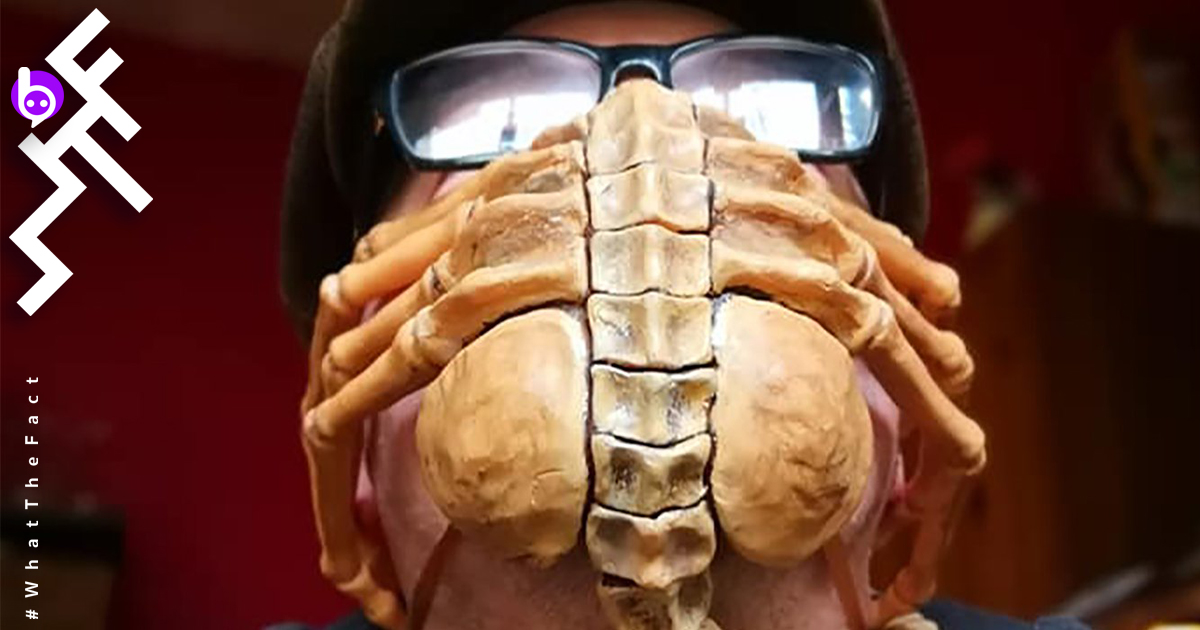 Facehugger Alien COVID-19 Mask