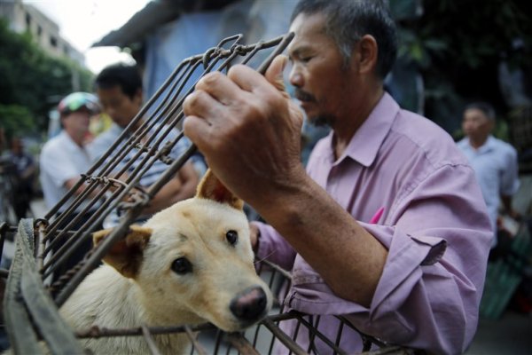 น้องหมาในประเทศจีนที่ถูกจับไปเพื่อกลายเป็นอาหารมากกว่าจะเป็นสัตว์เลี้ยง
