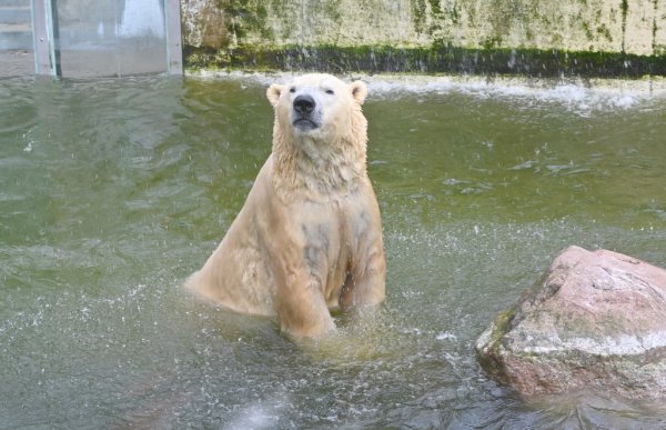 หมีขาวที่เป็นตัวเรียกแขกและชอบทักทายนักท่องเที่ยวของสวนสัตว์