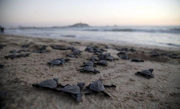 Olive Ridley Turtles