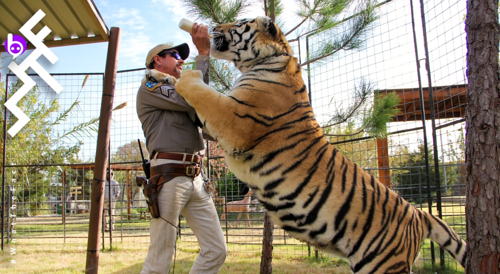 [รีวิวซีรีส์] Tiger King ราชาเสือ – ซีรีส์สารคดีเสือสุดระทึกและบ้าบอคอแตกเกินนิยาย