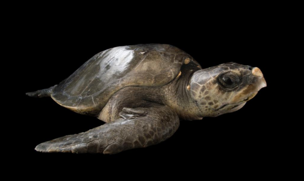 Olive Ridley Turtle