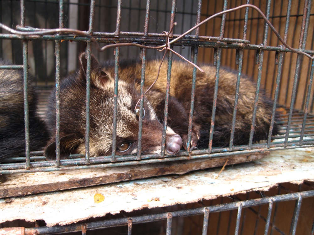 civet cat