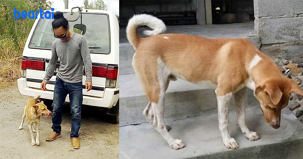 ตัวอย่างที่น่ารัก : หนุ่มมาเลย์กลับจากญี่ปุ่น เลือกเดินเท้ากลับบ้าน 70 กม ได้หมาเป็นเพื่อนหนึ่งตัว