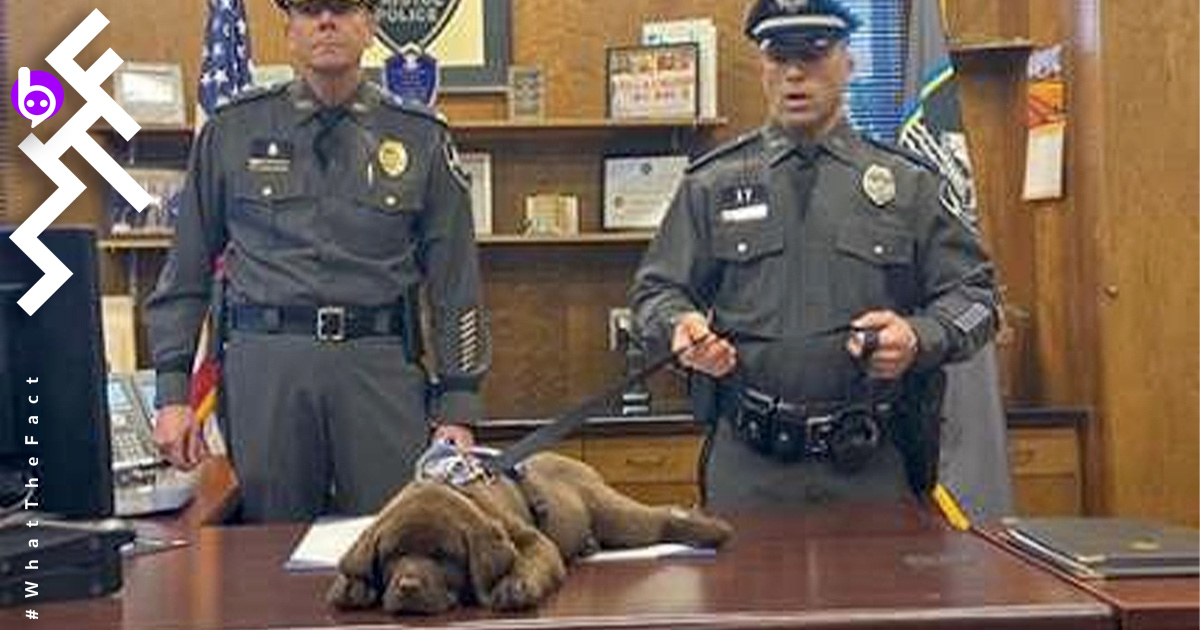 “ก็หนูง่วงนี่นา” สุนัขตำรวจรุ่นเยาว์ หลับตลอดพิธีสาบานตน