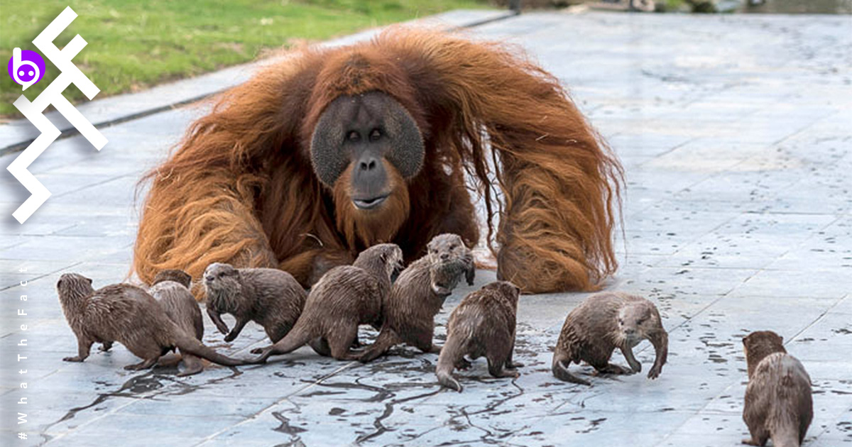 ชมภาพความน่ารักของครอบครัวอุรังอุตังเล่นกับฝูงนาก ในสวนสัตว์เบลเยี่ยม