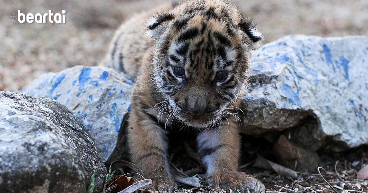 สวนสัตว์เม็กซิโก ตั้งชื่อลูกเสือเบงกอลเกิดใหม่ว่า “โควิด”