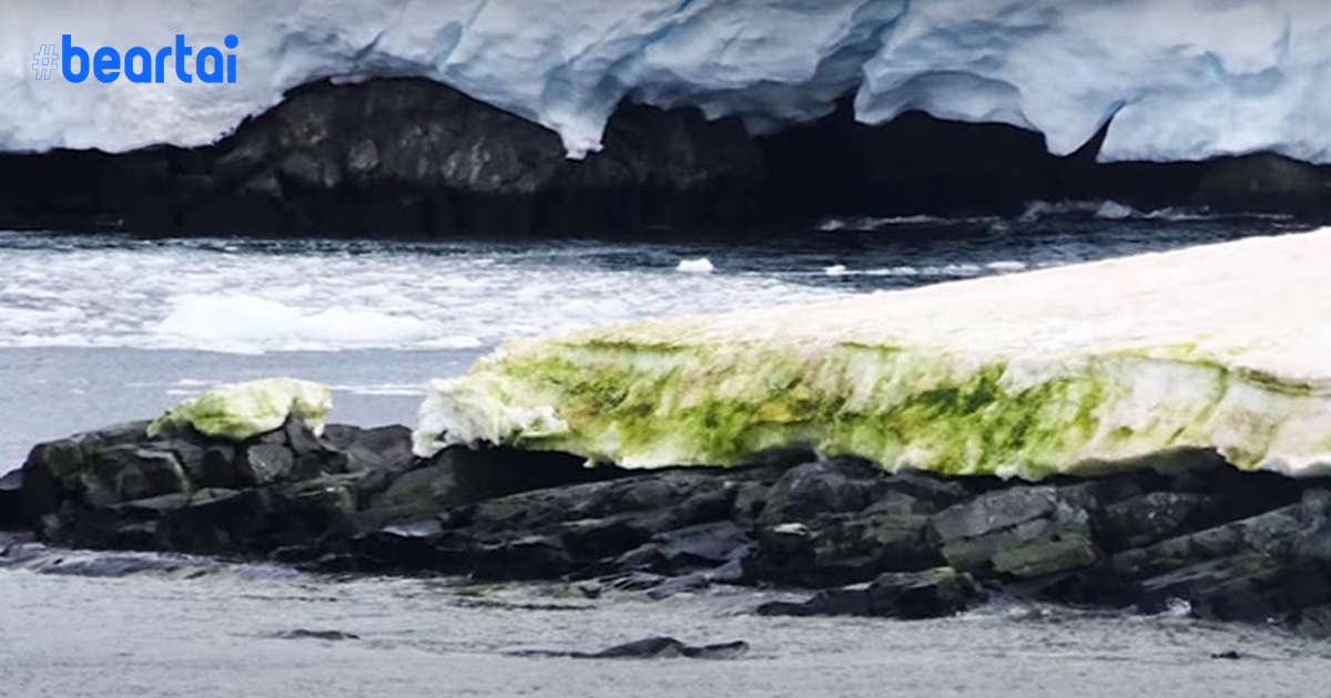 แอนตาร์กติกา “ขั้วโลกใต้” กำลังกลายเป็นสีเขียวเพราะสาหร่าย เมื่อโลกร้อนและน้ำแข็งละลายไปเกือบหมดแล้ว