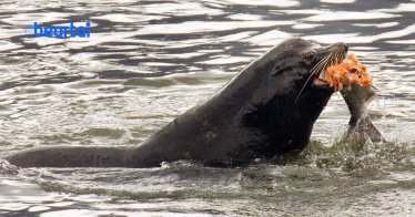 US allows killing of hundreds of sea lions to save struggling salmon
