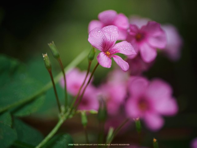 Laowa 50mm f/2.8 CA-Dreamer Macro 2X MFT