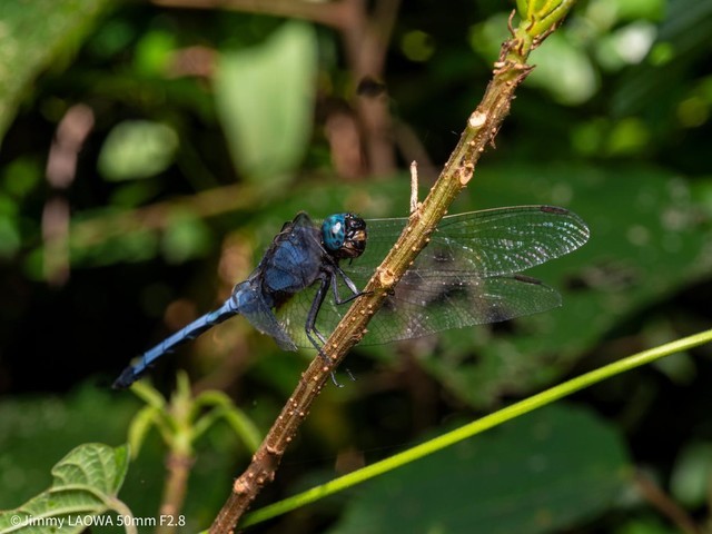 Laowa 50mm f/2.8 CA-Dreamer Macro 2X MFT