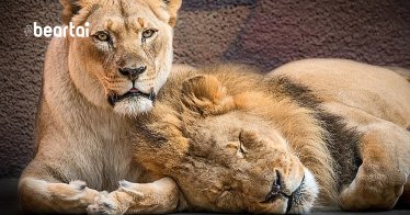 สวนสัตว์ลอสแองเจลิส ตัดสินใจการุณยฆาตสิงโตคู่รักสูงวัย เพื่อไม่ให้อีกตัวต้องอยู่โดดเดี่ยว