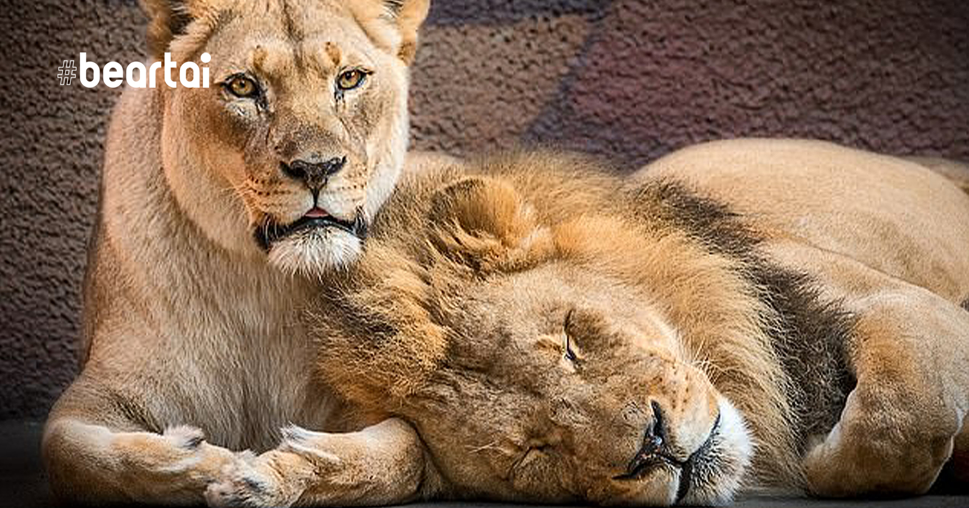 สวนสัตว์ลอสแองเจลิส ตัดสินใจการุณยฆาตสิงโตคู่รักสูงวัย เพื่อไม่ให้อีกตัวต้องอยู่โดดเดี่ยว