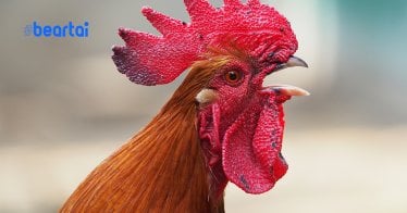 นอนฟังไป อย่าบ่น ฝรั่งเศสออกกฏหมายปกป้อง เสียงไก่ขัน ถือเป็น”มรดกทางประสาทสัมผัส”