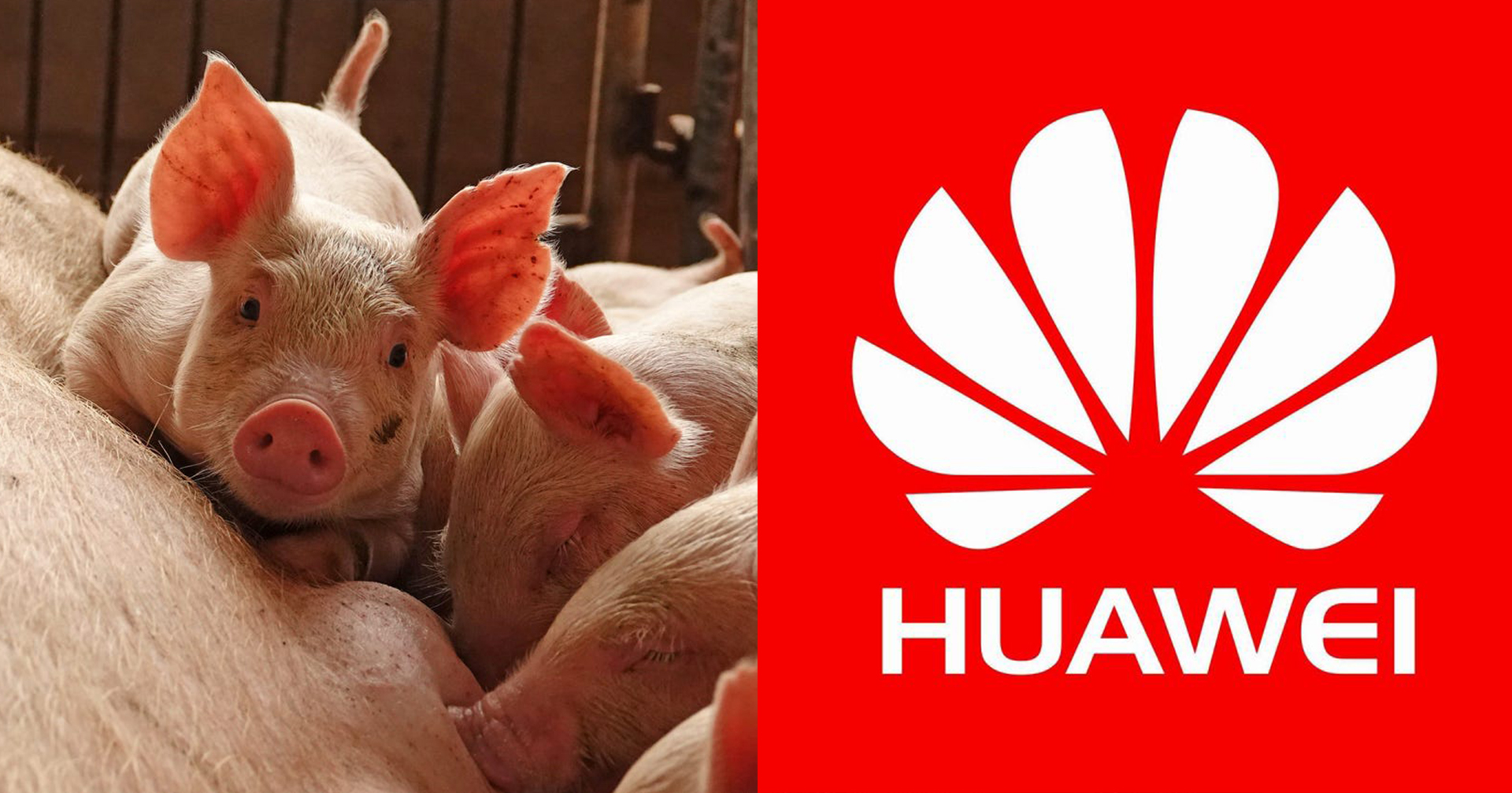 Huawei หันมาทำ AI ให้ฟาร์มหมูและเหมือง! หลังยอดขายสมาร์ตโฟนตกฮวบ
