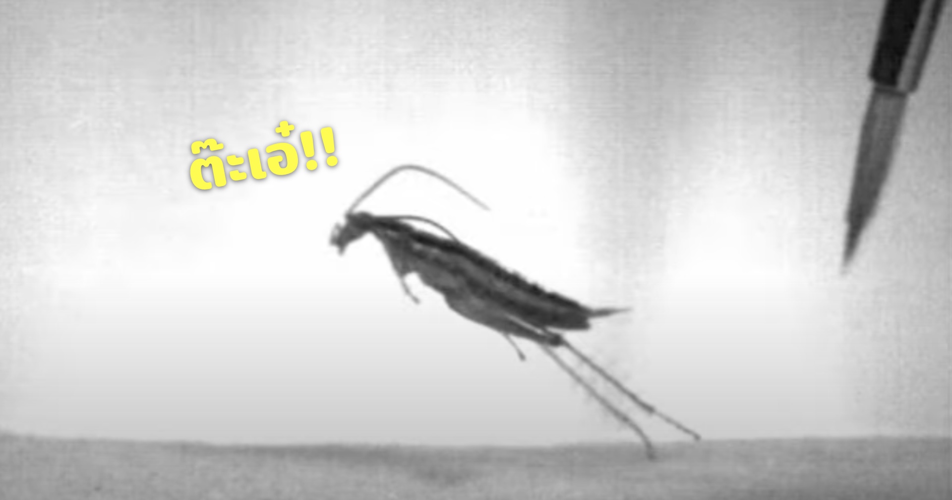 มารู้จัก “แมลงสาบ” ที่กระโดดได้เหมือนตั๊กแตน!