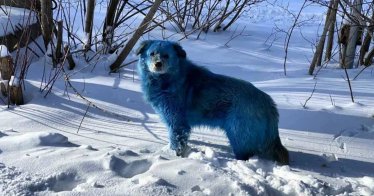 พบสุนัข “ขนสีน้ำเงิน” ในรัสเซีย ใกล้โรงงานเคมีร้างยุคโซเวียต