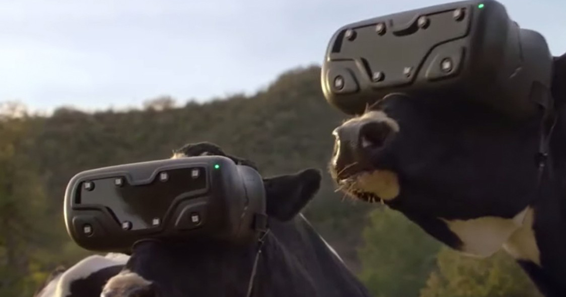 ไม่เชื่อก็ต้องเชื่อ! แม้แต่วัวยังใช้แว่น VR