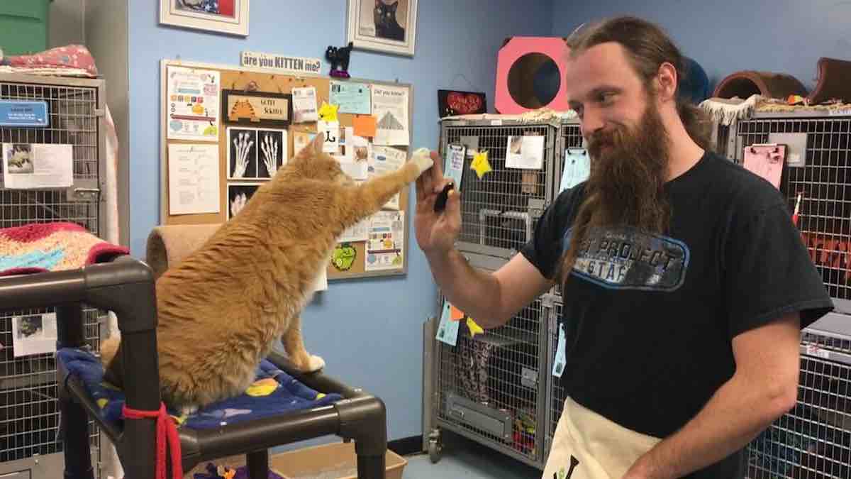 โครงการ Cat Pawsitive สอนแมวในสถานสงเคราะห์ ให้ทำ Hi-Five เพื่อเรียกความสนใจจากผู้อุปการะ
