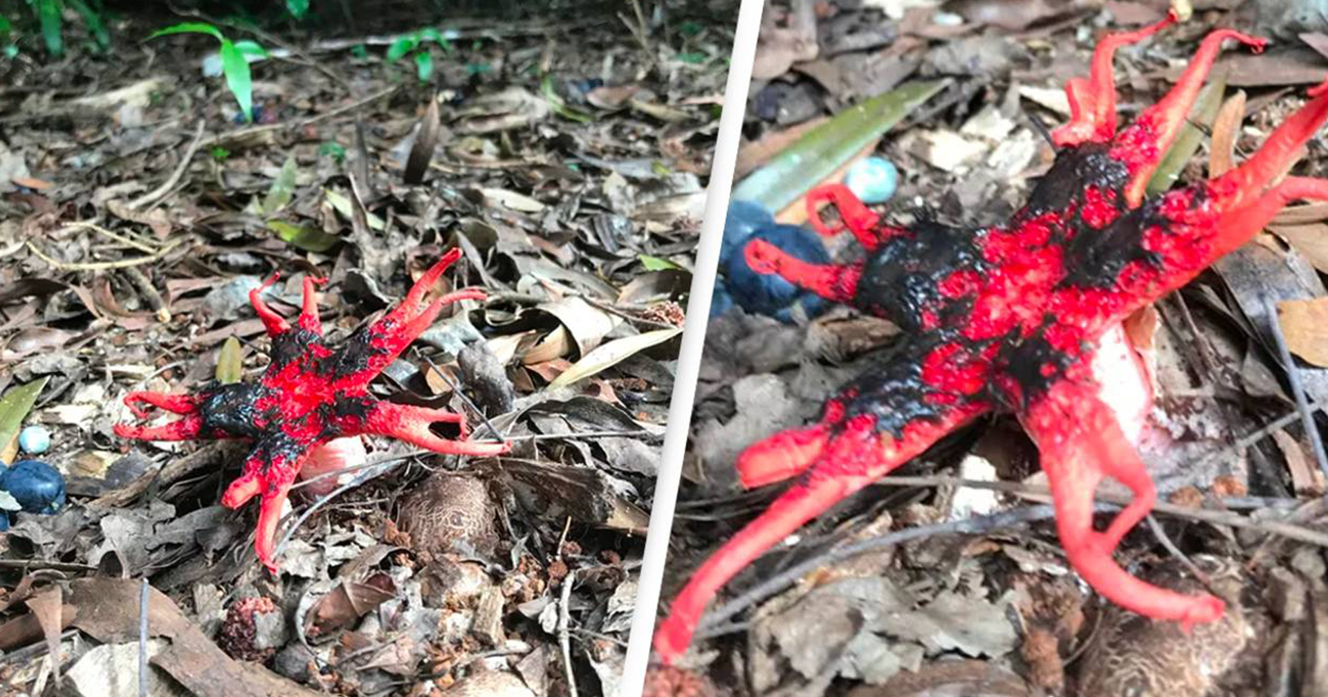 Stinkhorn หรือเอเลียน ตัวจริงของกลิ่นเหม็นประหลาด ๆ ในป่า