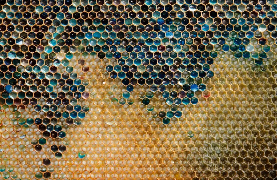 พบน้ำผึ้งหลากสีในฝรั่งเศสที่เกิดจากผึ้งไปกินเปลือกนอกของขนมที่เหลือจากโรงงาน M&M
