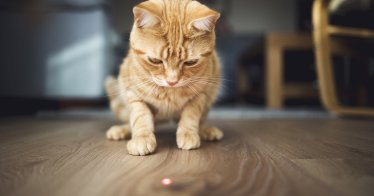 ไขคำตอบว่า ‘ทำไมแมวถึงไล่ตะครุบเลเซอร์’ และที่จริงมันไม่ต่างจากพฤติกรรมมนุษย์