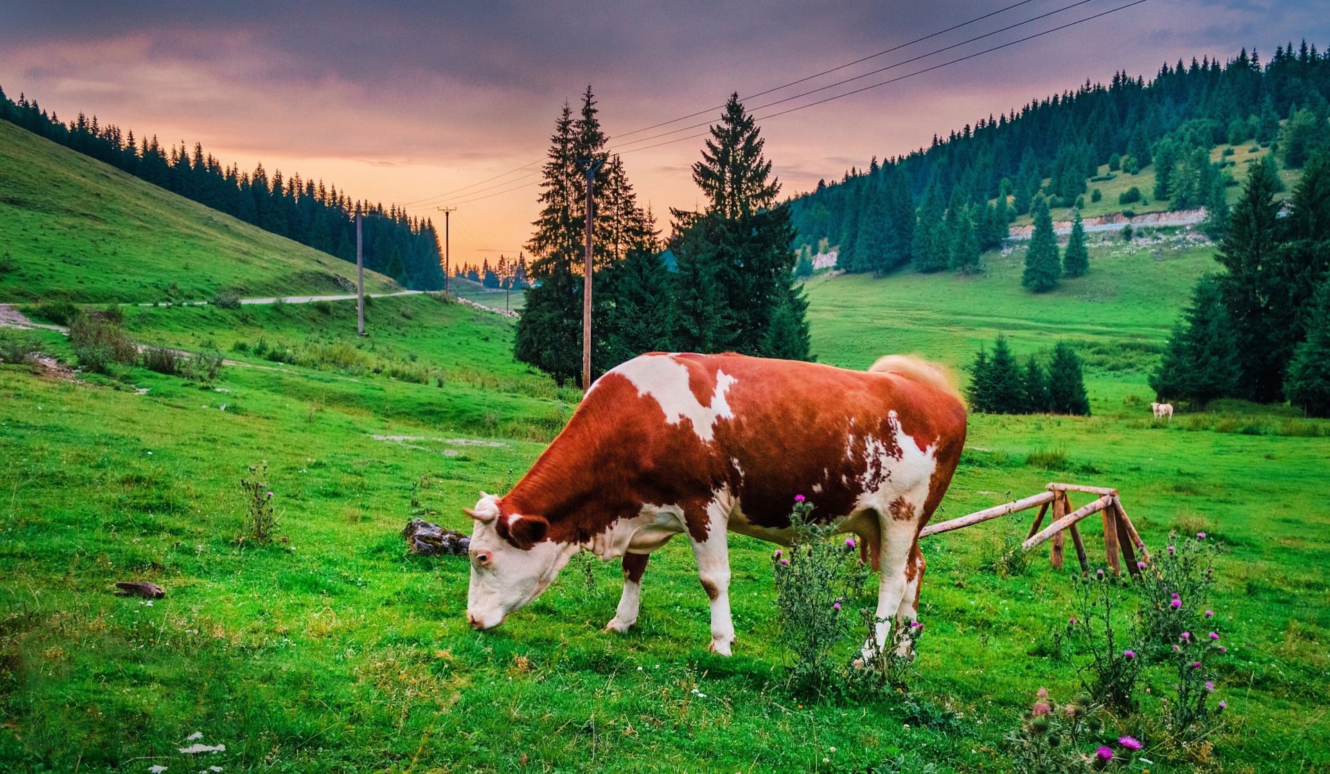 นักวิทยาศาสตร์ค้นพบจุลินทรีย์ในกระเพาะอาหารของวัวที่สามารถช่วยย่อยพลาสติกได้!