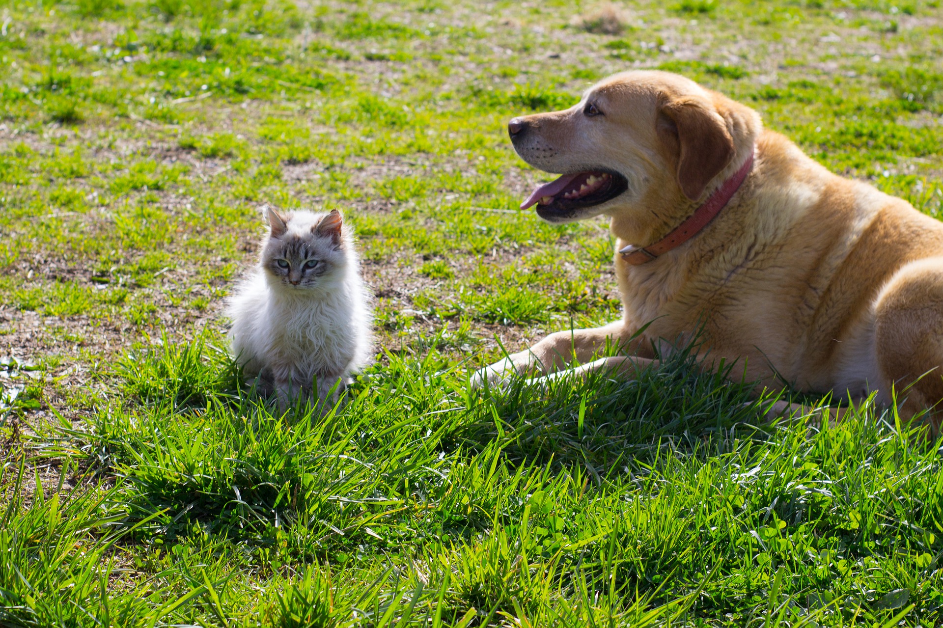 งานวิจัยล่าสุดพบว่า แมวและสุนัขสามารถติดโควิด-19 จากเจ้าของได้!