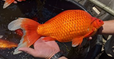 นี่หรือ ‘ปลาทอง’ ขนาดเท่าลูกฟุตบอล! สัตว์ชนิดนี้เติบโตได้ไวและกำลังยึดครองแม่น้ำ