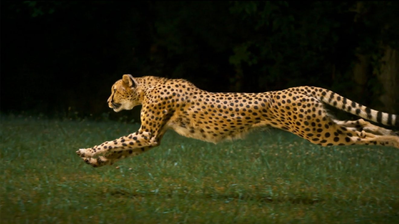 รู้หรือไม่ว่าเสือชีตาห์ไม่ใช่สัตว์ที่เร็วที่สุดในโลก!
