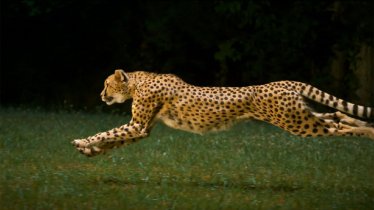 รู้หรือไม่ว่าเสือชีตาห์ไม่ใช่สัตว์ที่เร็วที่สุดในโลก!