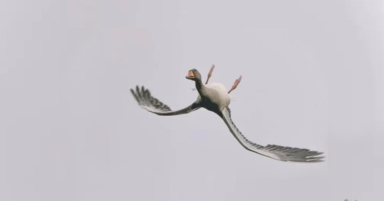 Goose Flying Upside Down