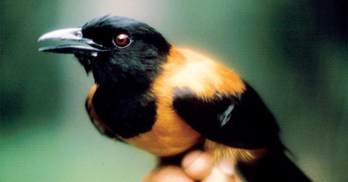 รู้จักกับ Hooded Pitohui นกที่มีพิษร้ายแรงที่สุดในโลก