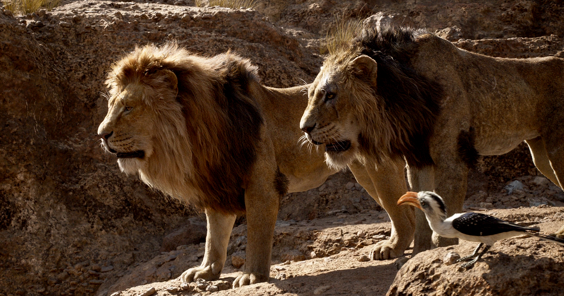 ดิสนีย์สร้างภาคก่อนหน้า The Lion King เล่าเรื่องราวของ มุฟาซา และ สการ์ ในวัยหนุ่ม