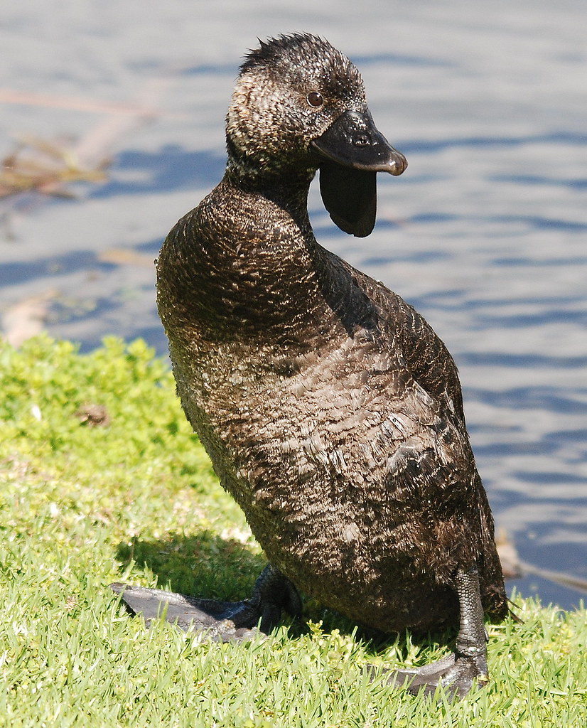 เป็ด-เป็ดน้ำ-Musk-Duck