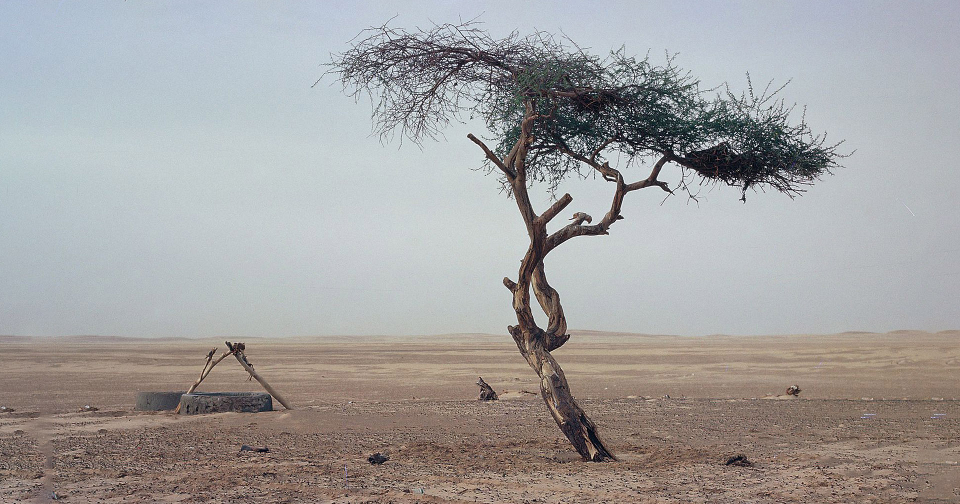 เรื่องราวของ ‘ต้นไม้โดดเดี่ยวแห่งทะเลทรายซาฮารา’ อายุ 300 ปี ที่ตายลงเพราะ “เมาแล้วขับ”