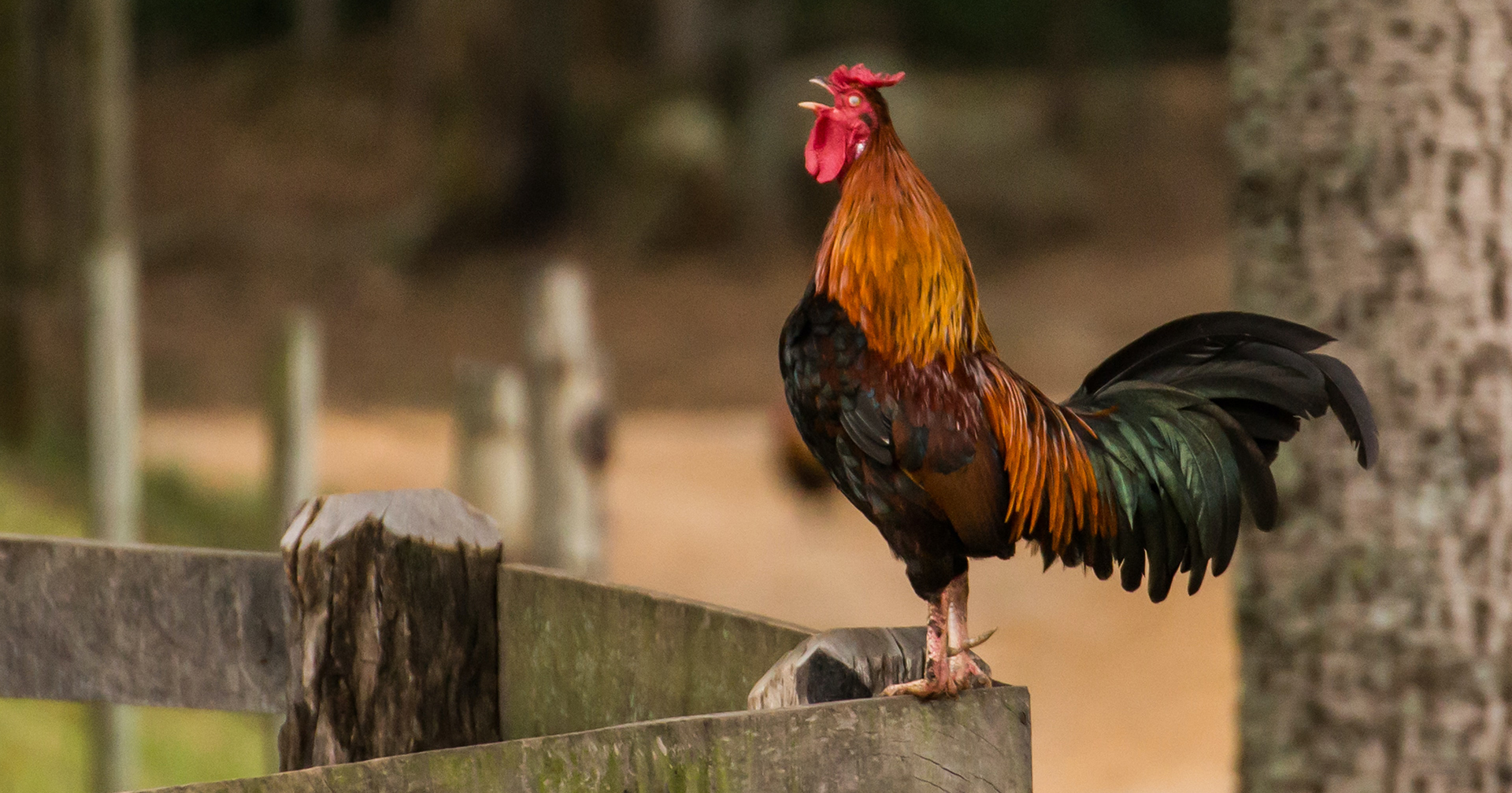 รู้หรือไม่ “เสียงไก่ขัน” ดังแค่ไหน? และทำไมไก่จึงไม่ “หนวกหู” เสียงขันของตัวมันเอง ?