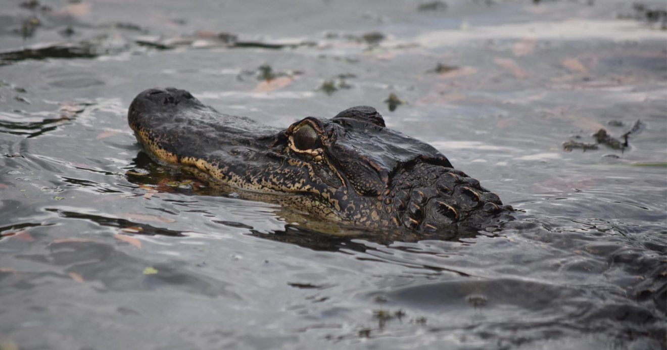 Florida Gator