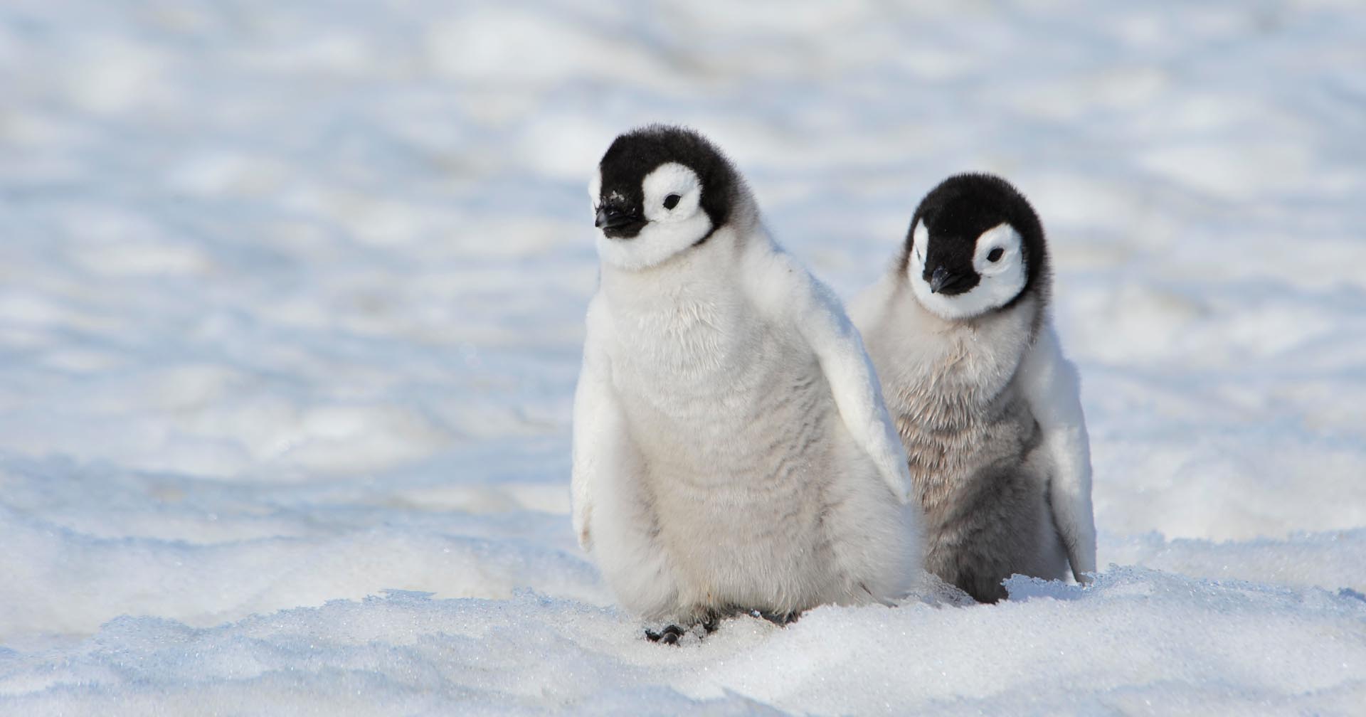 นักวิทย์ฯ เผย เพนกวินอาจเป็นสัตว์ต่างดาว หลังตรวจพบเคมีจากดาวศุกร์ใน “อึ” ของพวกมัน
